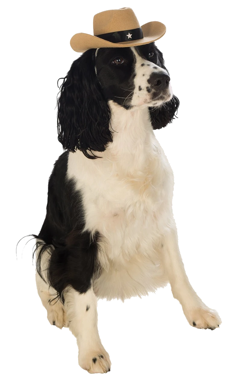 Indiana Bones Dog Accessory 1 Indiana Bones Dog Accessory